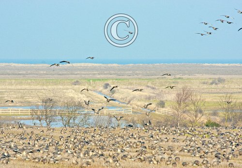 Pink-footed Geese on Stubble 5 DM0408
